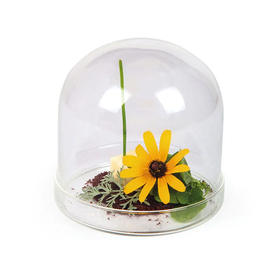 2 x Large Domed Glass Cloche, 11cm dia